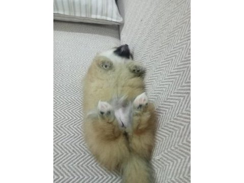 2 aylık pomeranian bebeğimiz sahiplendirilecektir