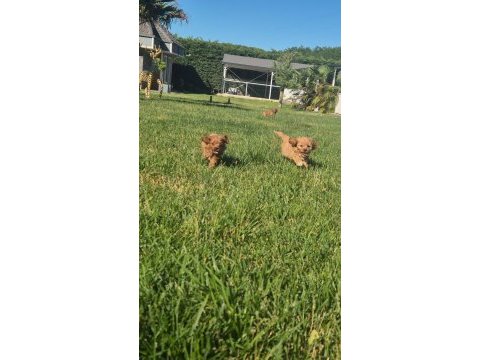 Teddy surat kore kan maltipoo yavrularımız