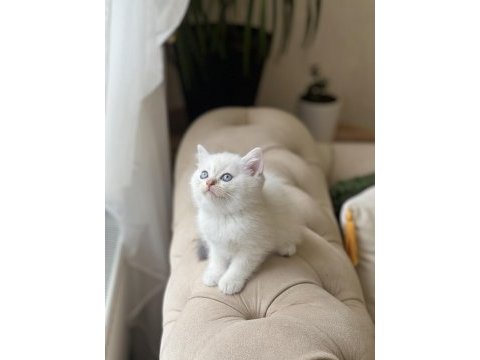 Mavi göz british shorthair yavrum