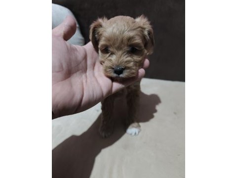 Safkan maltipoo yavrular teacup bakırköy
