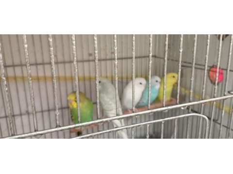 Muhabbet kuşu yavru ve yetişkin