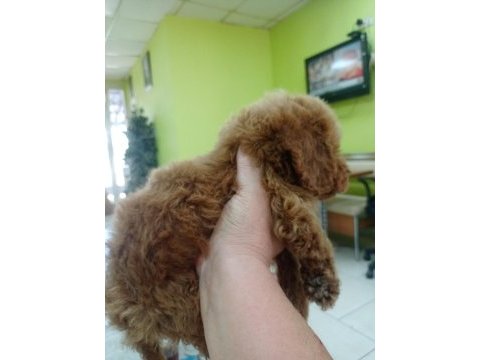 Yavru toy poodle izmir