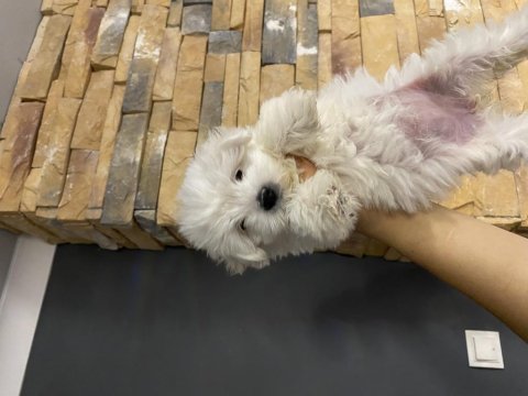 Ankara da acil orijinal maltese terrier