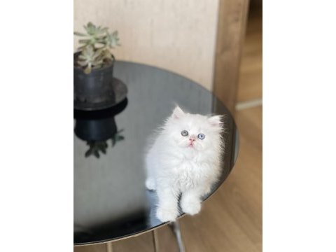 Mükkemmel kalite isteyene british longhair