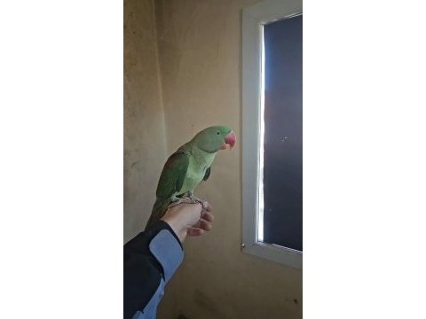 8 aylık bebek alexander