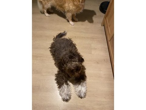 Eğitimli dişi lagotto
