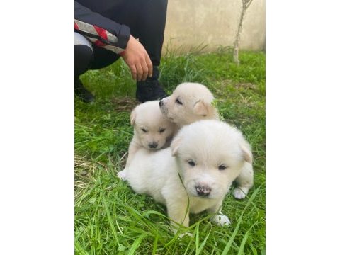 Akita golden retriever mix yavrular