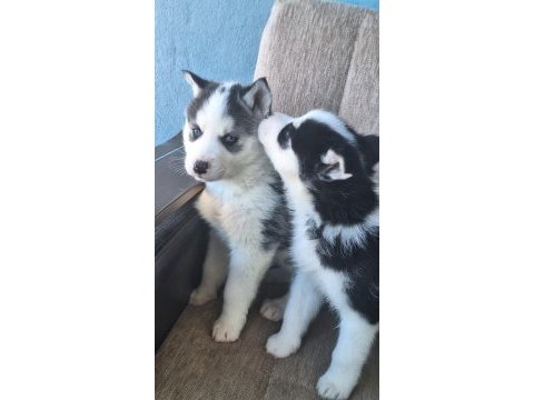 Safkan husky yavruları