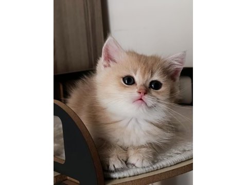 Lilac golden erkek yavru kedimiz