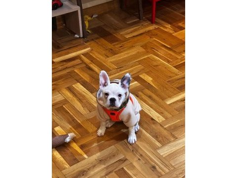 Eğitimli aşılı french bulldog