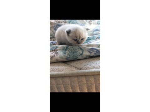 Blu point yavrum rezerveye açık scottish fold