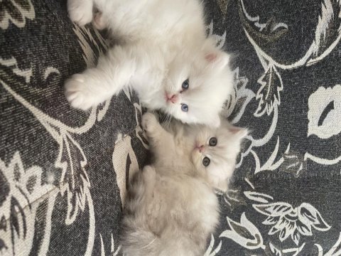 British longhair 35 günlük dişi