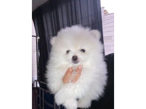 Pomeranian boo kar beyaz 2 aylık erkek