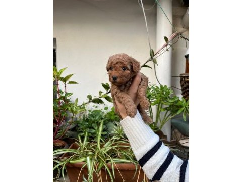 Mükemmel kalitede toy poodle minnoşlar