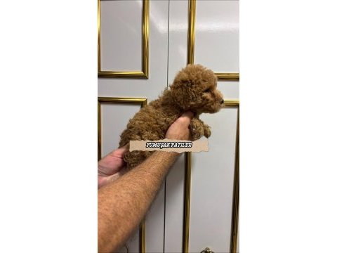 Sevimli ırk toy poodle