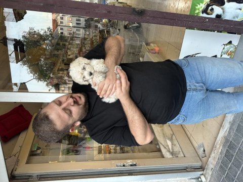 Sıfır numara kısa bacak terrier