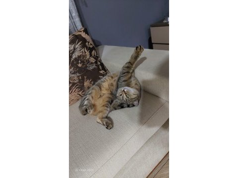 2 yasında british shorthair tabby kedimiz
