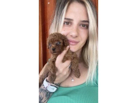 Renk renk toy poodle yavrular
