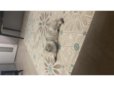 1 yaşında aslan chinchilla kedimiz