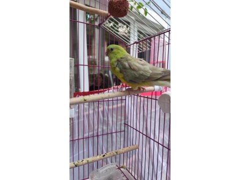 Şarkıcı pareket papağanı
