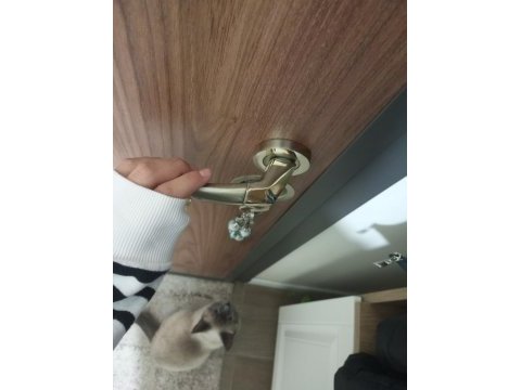 1 yaşında british shorthair kedimiz