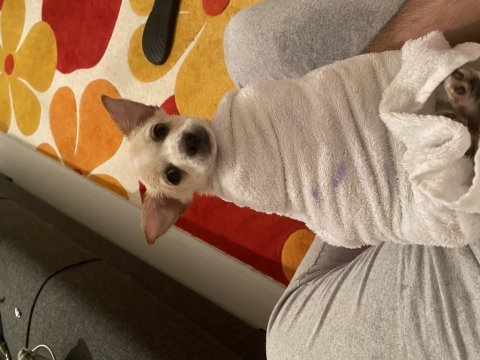 3 aylık erkek deer head chihuahua