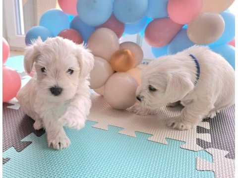 Minyatür schnauzer bebekler