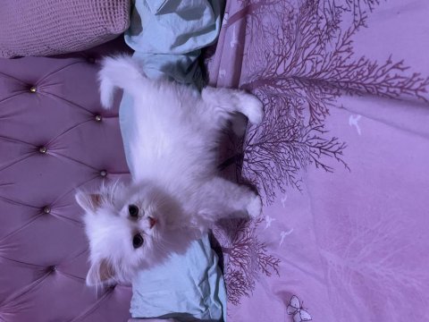 Sahiplendirilecek chinchilla kedimiz