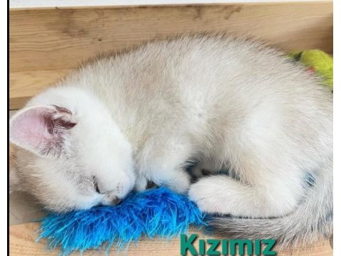 Babalık hakkım cins kedim