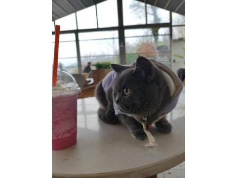 British shorthair 10 aylık