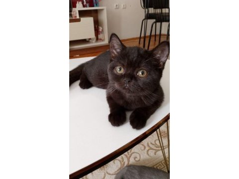 Yavru scottish fold