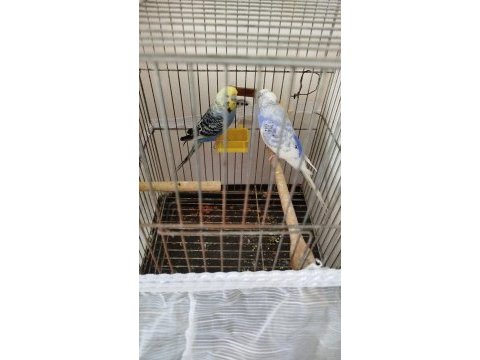 Çift muhabbet kuşu 2 takım komple satılık