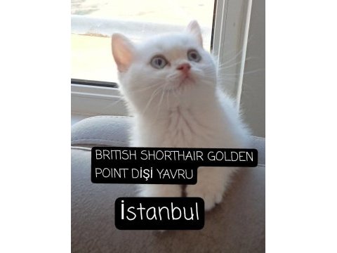 Show kalite safkan british yavrular