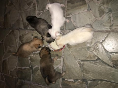 Ücretli sahiplendirilecek 1 aylık yavru şivava