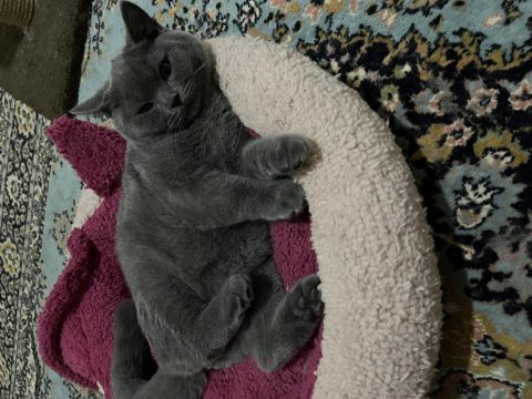 4 aylık british shorthair erkek kedi