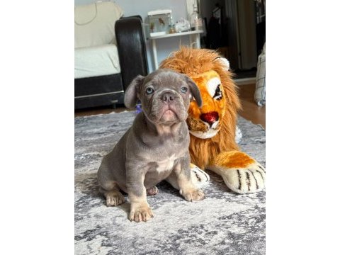 Sevimli french bulldog yavrular
