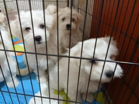 Bembeyaz 3 ay anne sütü almış maltese terrier bebekler