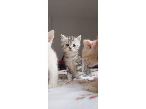 British shorthair kediler