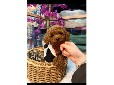 Toy poodle yavrusu 3 aylık a kalite