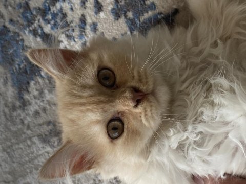 Chinchilla kedisi 3 aylık