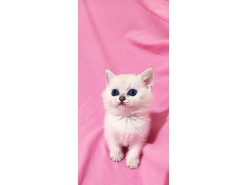 Orjinal saf kan british shorthair kalite arıyanlara