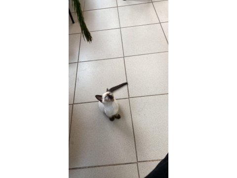 İki buçuk aylık siyam blue point dişi kedi