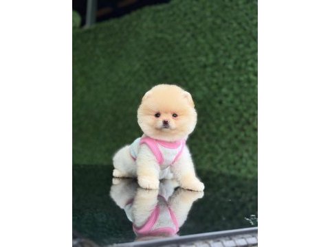 En tatlı pomeranian boo