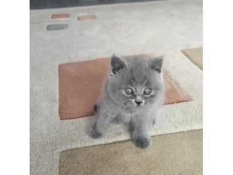 60 günlük scottish fold yavrularımız cok uyguna