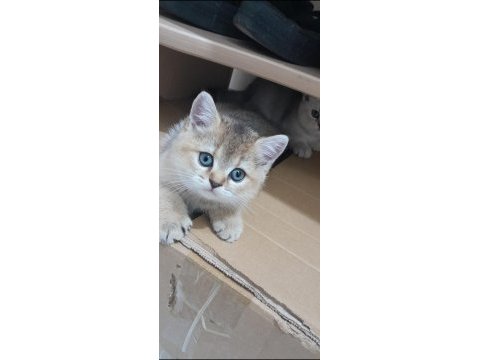 2 aylık british shorthair yavrular