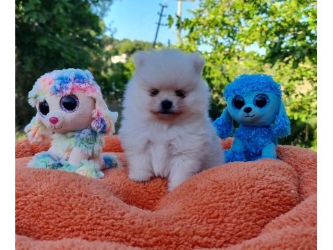 Neşe dolu şecereli tedyface pomeranian yavrularımız