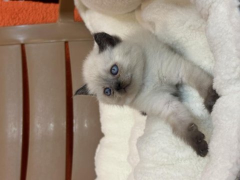 British shorthair blue point ve çikolata point bebekler
