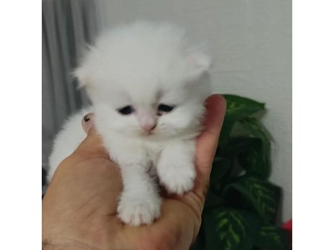 Ücretli yeni ailesini arayan tatlı patiler
