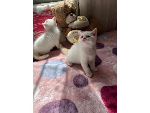 Safkan british shorthair yavru kedilerimiz