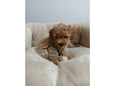 Dişi maltipoo 50 günlük